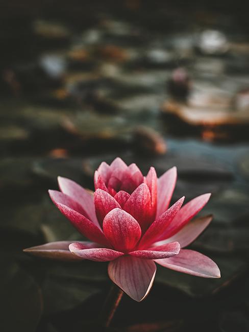 fleurs de nénuphar