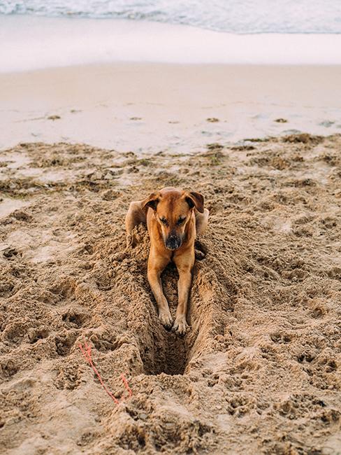 Chien entrain de creuser dans le sable