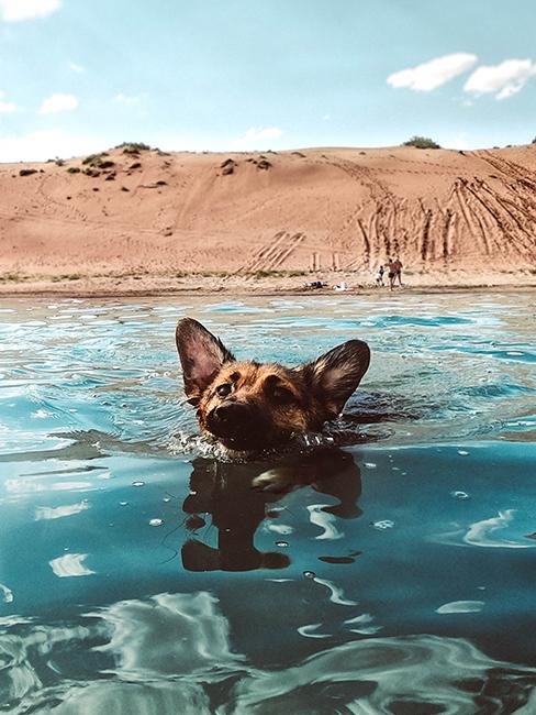 chien entrain de se baigner dans la mer