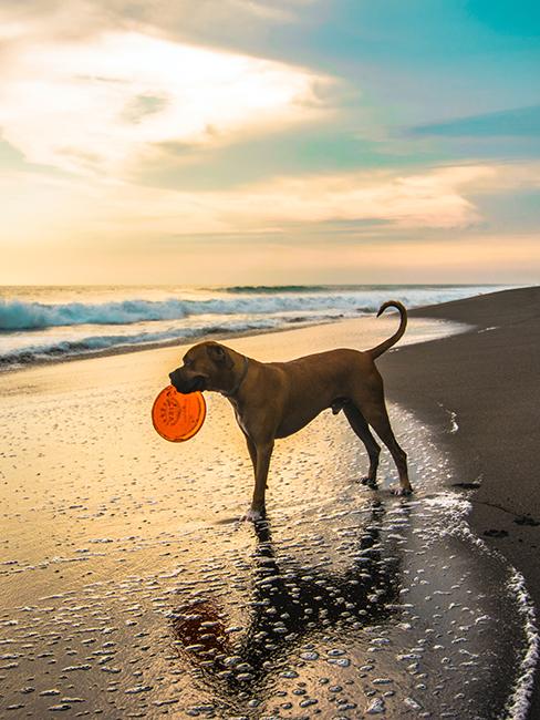 Chien avec un frisbee sur la plage