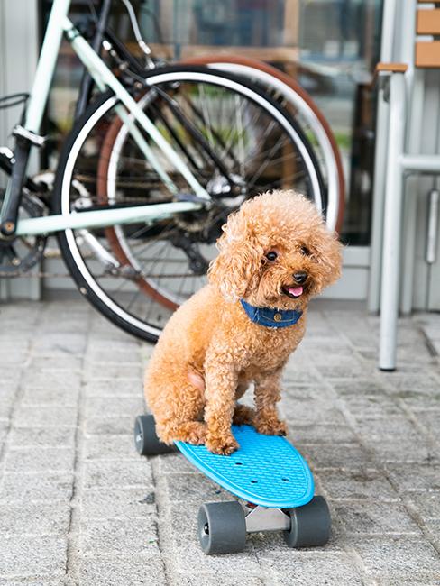 petit chien sur un skate bleu