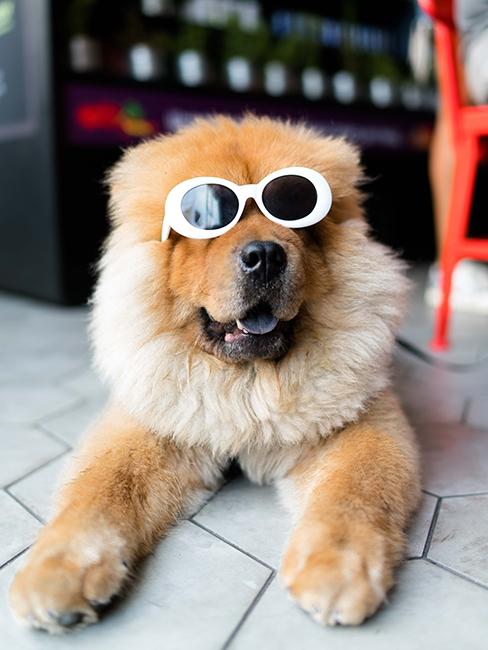Chien avec lunettes de soleil
