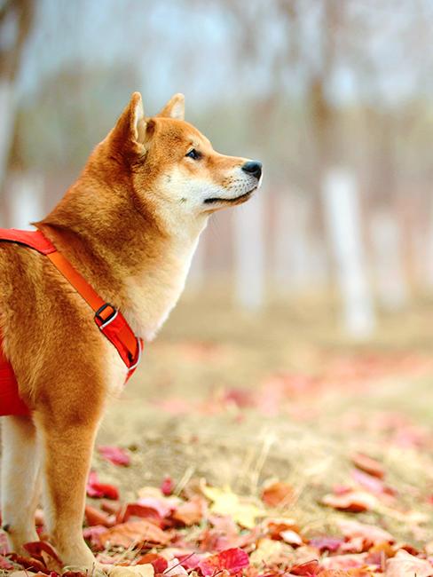 Shiba dehors avec feuilles d'automne