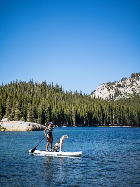 chien sur paddle