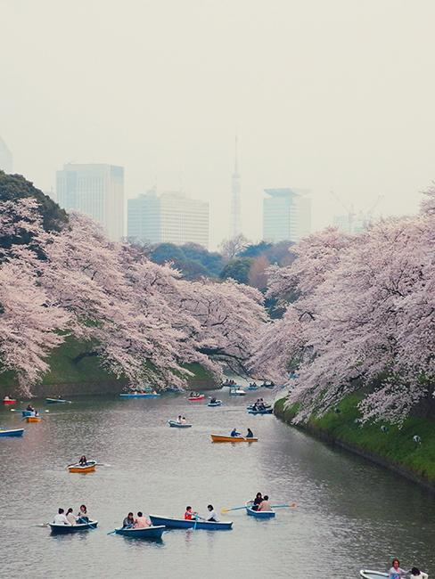 Les cerisiers en fleurs au Japon