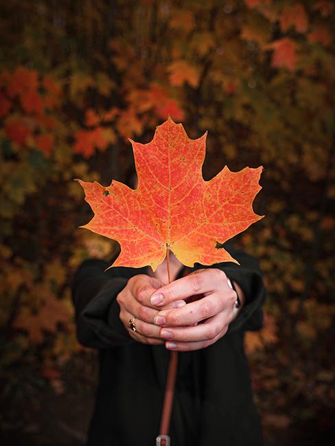 Personne qui tient une feuille d'érable dans ses mains