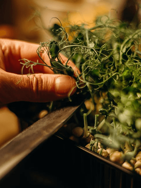 Herbes aromatiques maison