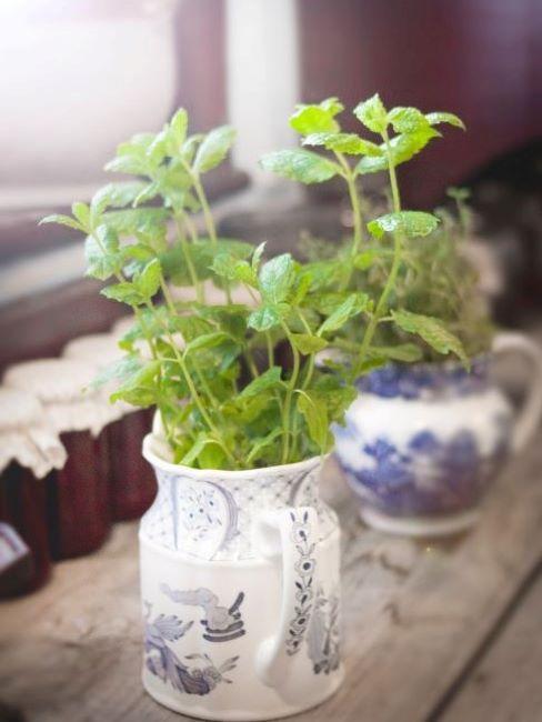 herbes aromatiques maison dans des pots vintage
