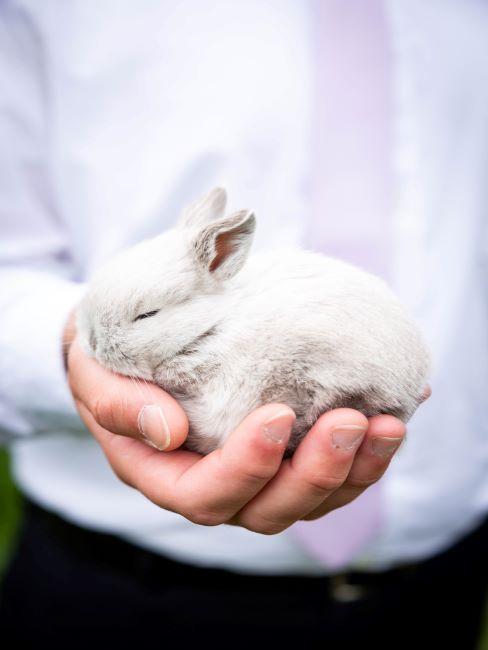 petit lapin blanc