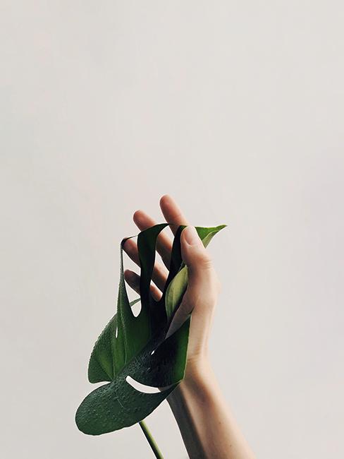 Plante touchée par une main