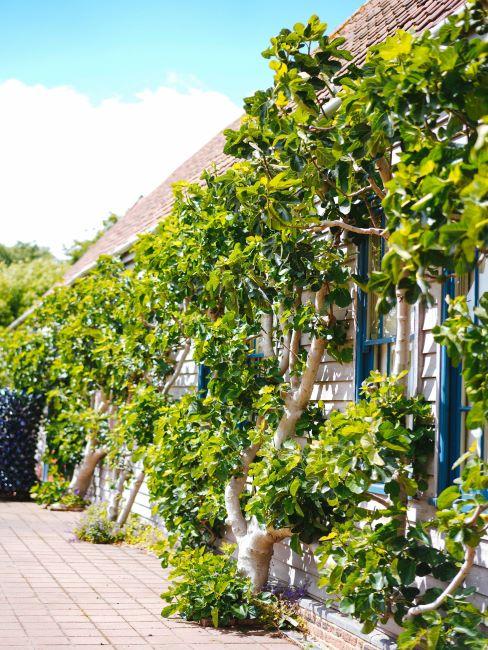 mur des plantes, jardin extérieur