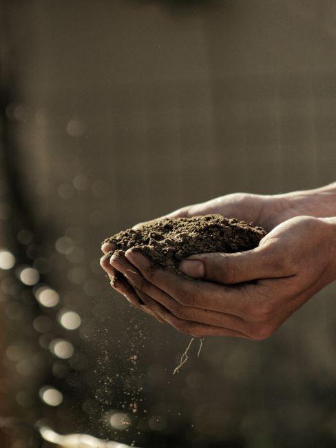 terre pour plantes