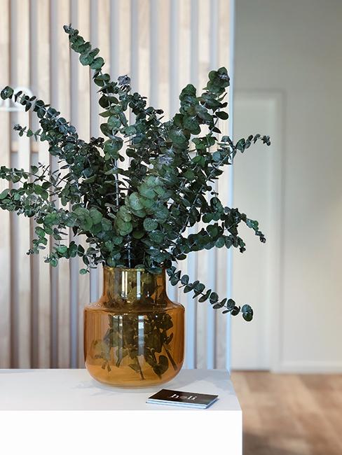 plante dans vase