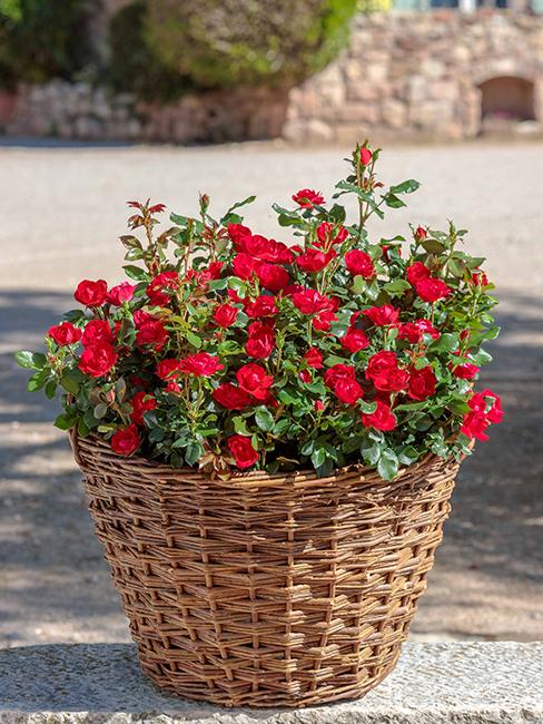 rosier-zepeti-rouge