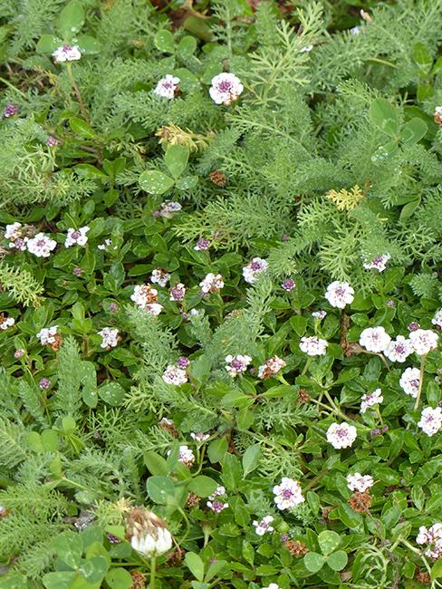 Achillée Achillea crithmifolia, Lippia Phyla nodiflora