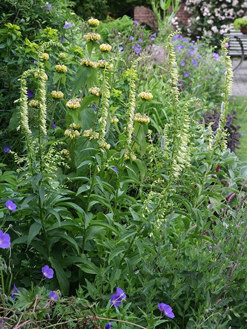 Digitalis lutea, Phlomis russeliana, Geranium vivace