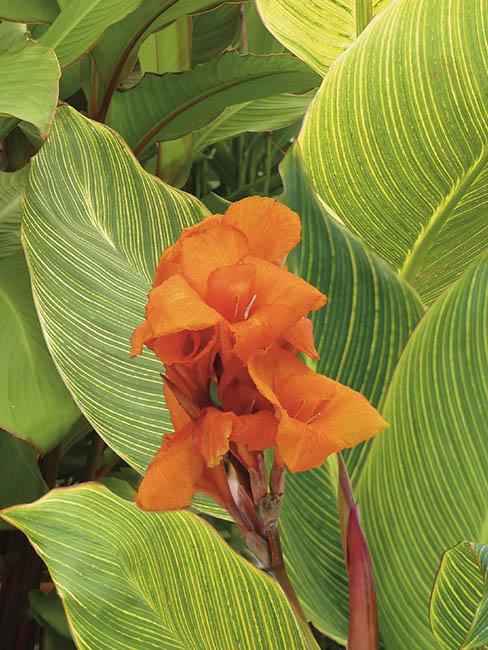 Canna-Striata MONTAGE
