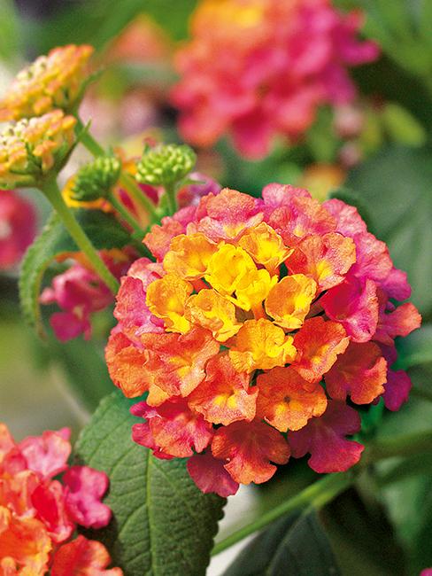 LANTANA CALIPPO TUTTI FRUTTI Evita Rose