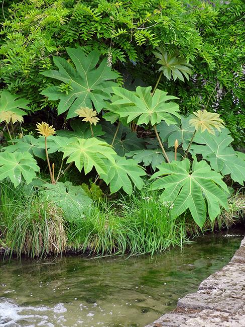 Tetrapanax-papyrifera-Rex