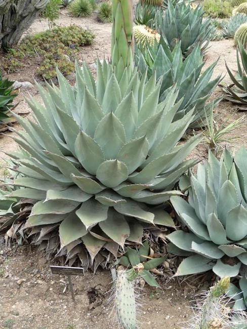 Agave-havardiana