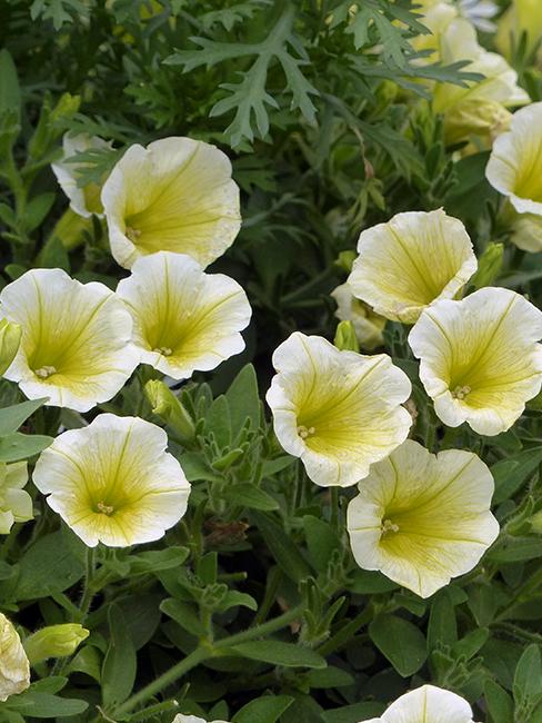 fleurs blanches et jaunes