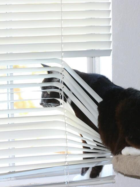 chat à la fenêtre