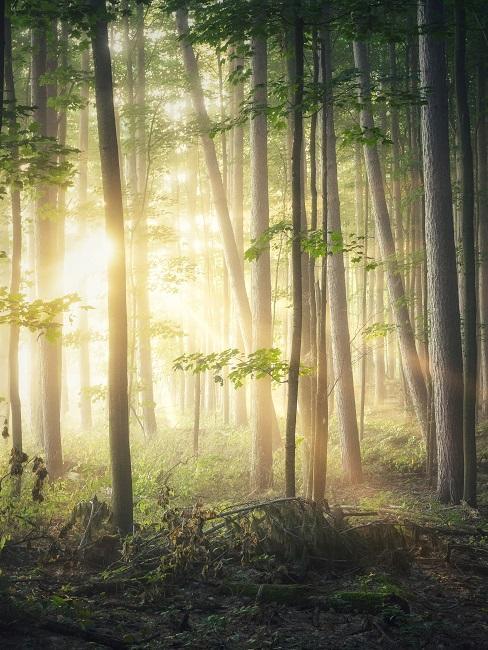 Shinrin Yoku, forêt, bien etre