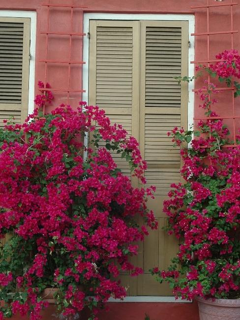 mur rose extérieur