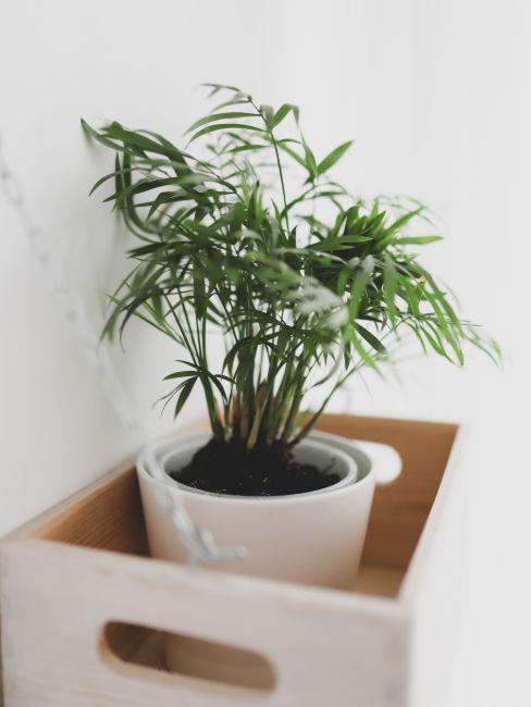 déco tendance plante d’intérieur bambou dans un petit pot