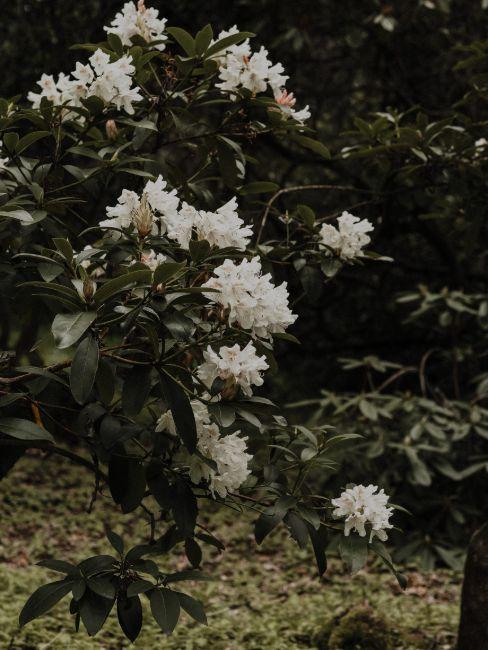 rhododendron