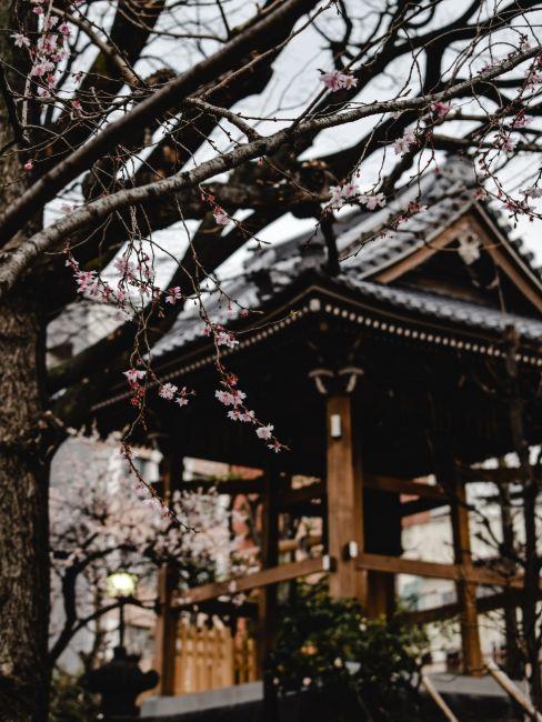 prunus