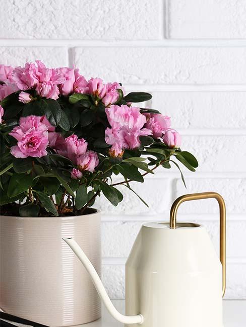 azalea-florajet-bouquet-arrosoir