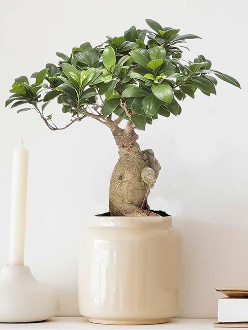 plante bonsai en pot beige déco tendance plante d’intérieur