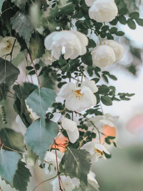 roses blanches dans un jardin anglais
