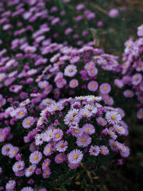 les asters violets pour jardin