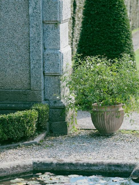 point d'eau dans le jardin et plante verte dans un cache-pot vintage