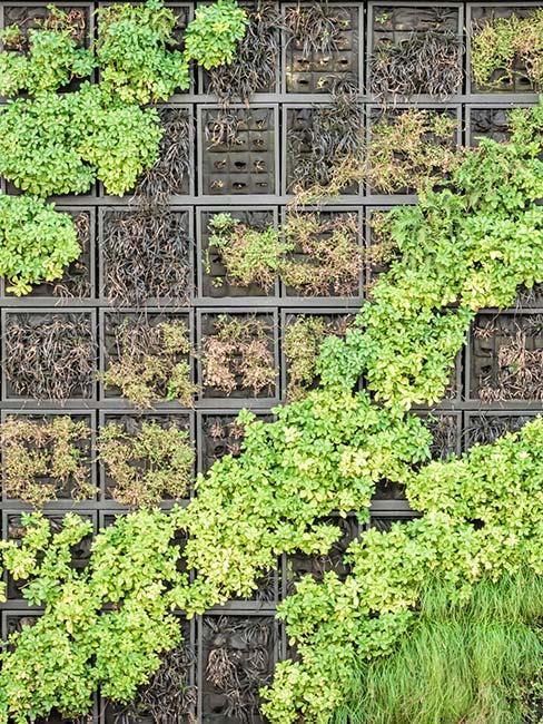 Jardin vertical façade avec jardin vertical