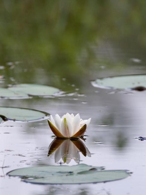 fleurs de lotus blanche