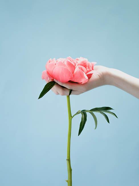 pivoine-rose