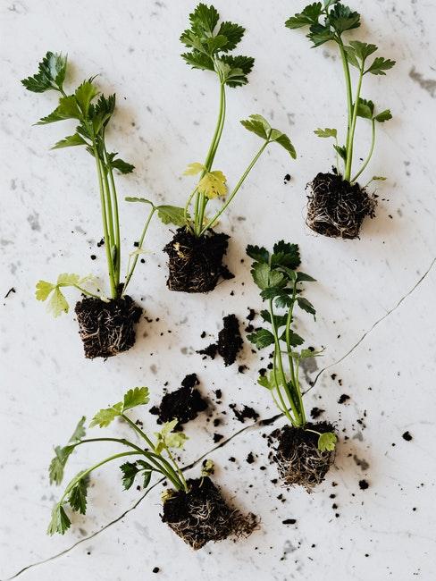 Potager connecté diverses herbes aromatiques pour potager