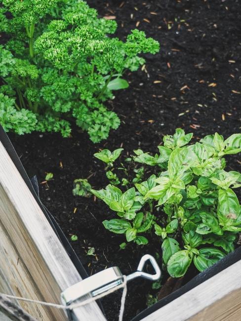 herbes aromatiques dans un potager de ville