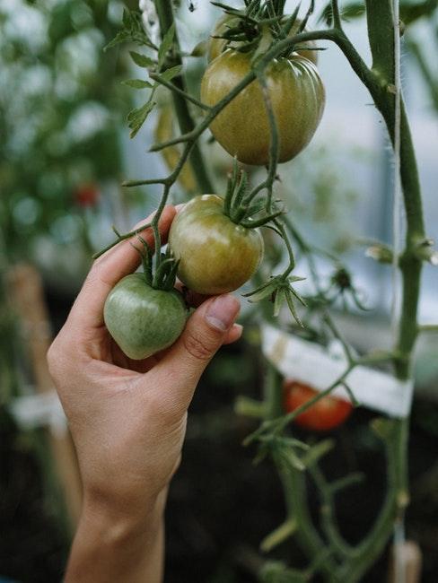 cultiver ses légumes dans une serre de jardin