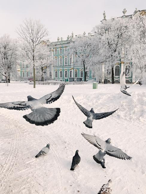 mariage en hiver dans la neige avec envol d'oiseaux