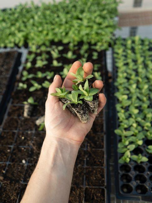 jardinage, potager, jardin urbain, horticulture