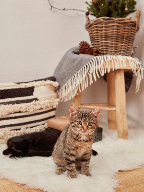 taburet en bois, plaid cosy et chats