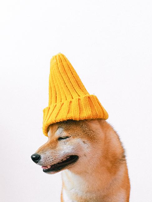 bonnet jaune en laine sur un chien