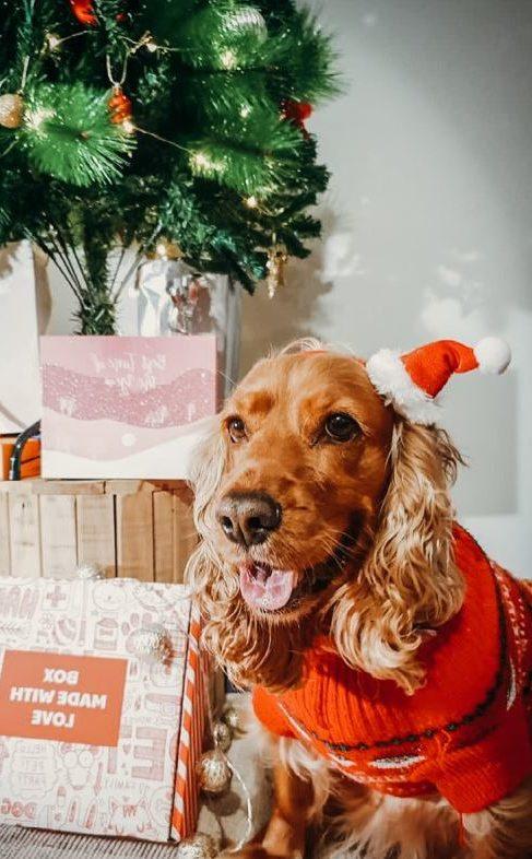 Woufbox noel box a offrir