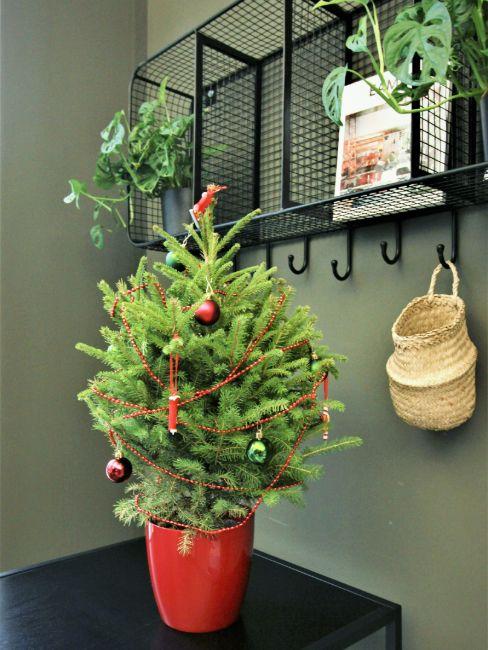 cuisine sapin