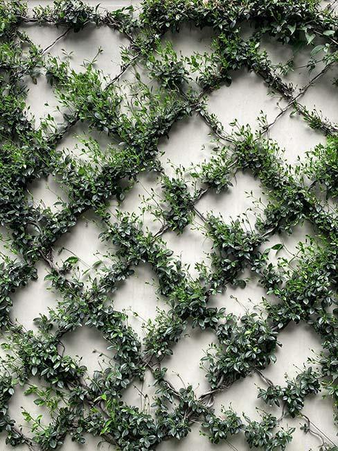 mur extérieur avec des plantes vertes grimpantes