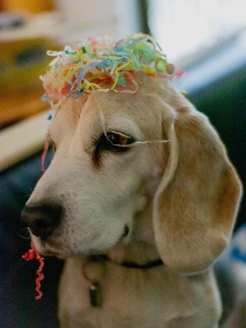 chien avec cotillons de fete
